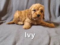 Ivey (mini), a female Irish Doodle for sale in Sylvester, GA – Photo 2 of 4