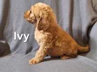 Ivey (mini), a female Irish Doodle for sale in Sylvester, GA – Photo 4 of 4