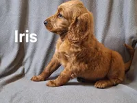 Iris(mini), a female Irish Doodle and Double Doodle for sale in Sylvester, GA – Photo 4 of 4