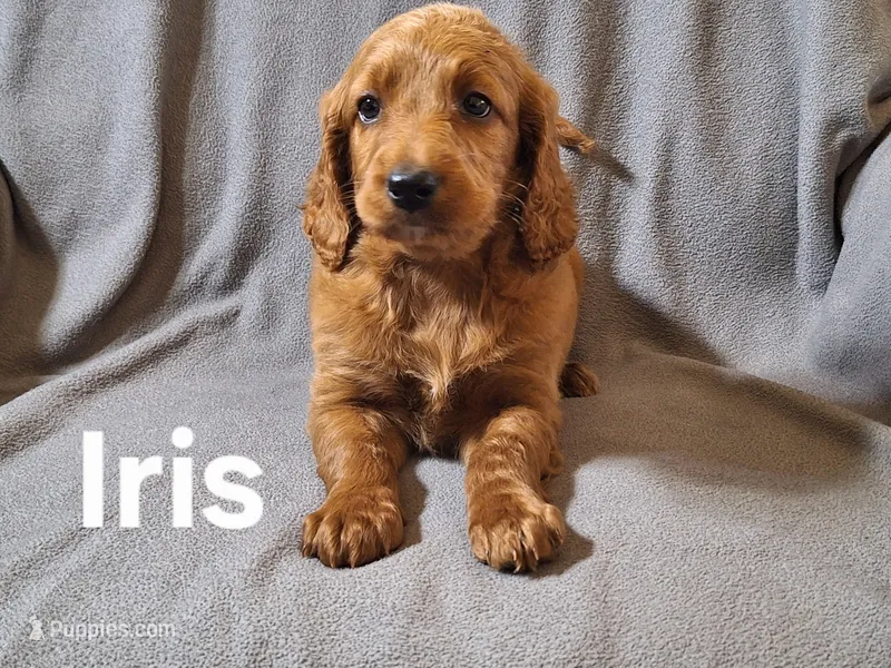 Iris(mini) – Irish Doodle, Double Doodle puppy for sale in Sylvester, GA