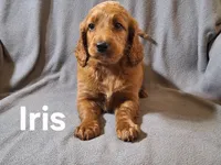 Iris(mini), a female Irish Doodle and Double Doodle for sale in Sylvester, GA – Photo 1 of 4