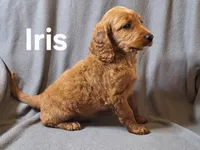 Iris(mini), a female Irish Doodle and Double Doodle for sale in Sylvester, GA – Photo 2 of 4