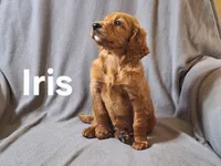 Iris(mini), a female Irish Doodle and Double Doodle for sale in Sylvester, GA – Photo 3 of 4
