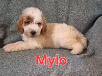 Mylo, a male Poodle - Standard  for sale in Sylvester, GA – 3 of 4