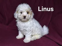 Linus, a male Cockapoo for sale in Sylvester, GA – 2 of 4