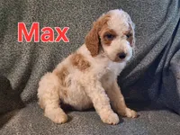 Max, a male Poodle - Standard  for sale in Sylvester, GA – 4 of 7