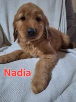 Nadia, a female Golden Retriever and Irish Setter for sale in Sylvester, GA – 3 of 4