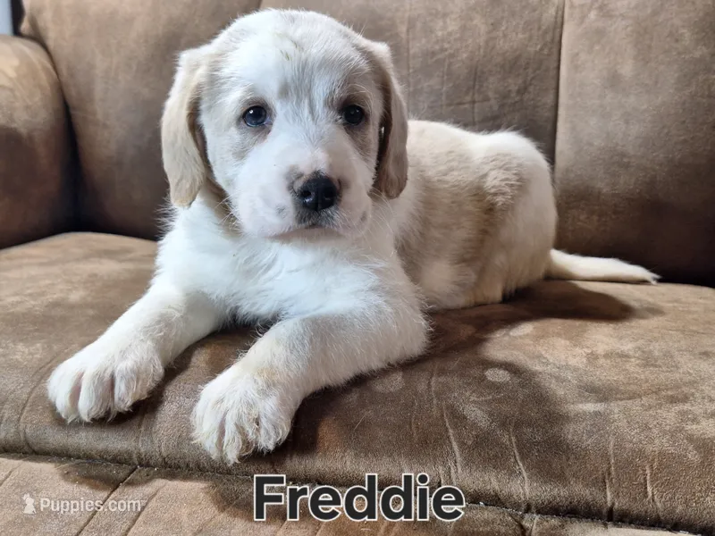 Freddie mini