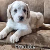 Freddie mini, a male Double Doodle for sale in Sylvester, GA – Photo 1 of 4
