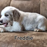 Freddie mini, a male Double Doodle for sale in Sylvester, GA – Photo 4 of 4