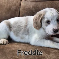 Freddie mini, a male Double Doodle for sale in Sylvester, GA – Photo 2 of 4