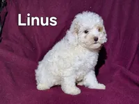 Linus, a male Cockapoo for sale in Sylvester, GA – 4 of 4