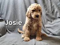 Josie, a female Labradoodle for sale in Sylvester, GA – 2 of 4