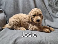 Josie, a female Labradoodle for sale in Sylvester, GA – 3 of 4