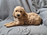 Josie, a female Labradoodle for sale in Sylvester, GA – 4 of 4