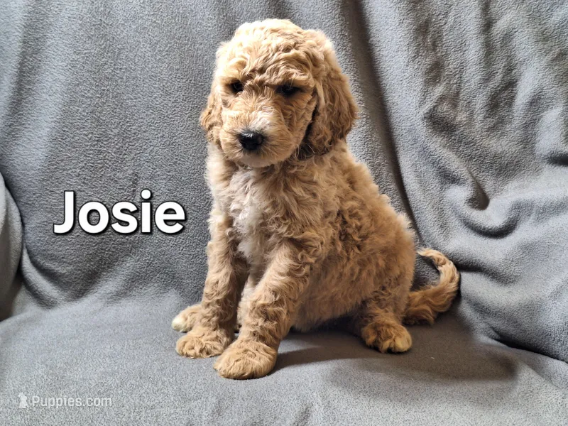 Josie – Labradoodle puppy for sale in Sylvester, GA