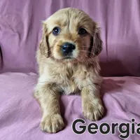 Georgia, a female Golden Retriever for sale in Sylvester, GA – Photo 4 of 4