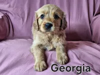 Georgia, a female Golden Irish for sale in Sylvester, GA – Photo 4 of 4