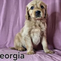 Georgia, a female Golden Retriever for sale in Sylvester, GA – Photo 2 of 4