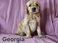 Georgia, a female Golden Irish for sale in Sylvester, GA – Photo 2 of 4