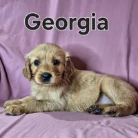 Georgia, a female Golden Retriever for sale in Sylvester, GA – Photo 3 of 4