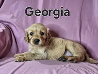 Georgia, a female Golden Irish for sale in Sylvester, GA – Photo 3 of 4