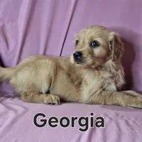 Georgia, a female Golden Retriever for sale in Sylvester, GA – Photo 1 of 4