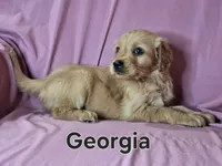 Georgia, a female Golden Irish for sale in Sylvester, GA – Photo 1 of 4