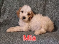 Mia, a female Poodle - Standard  for sale in Sylvester, GA – 4 of 4