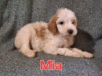 Mia, a female Poodle - Standard  for sale in Sylvester, GA – 2 of 4