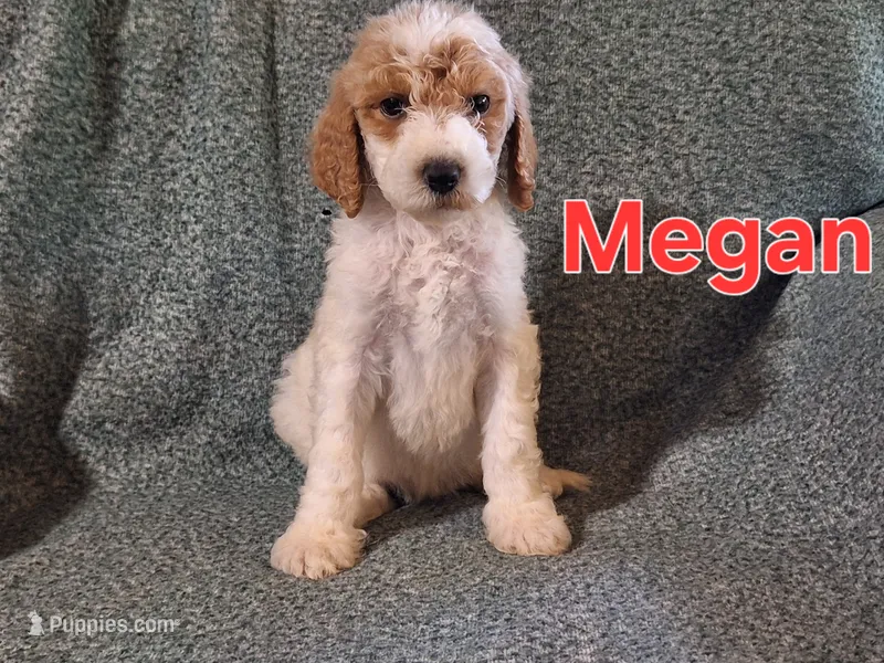 Megan – Poodle - Standard  puppy for sale in Sylvester, GA