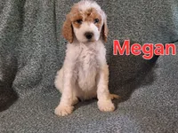 Megan, a female Poodle - Standard  for sale in Sylvester, GA – 1 of 4