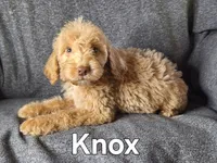 Knox(mini), a male Goldendoodle and Labradoodle for sale in Sylvester, GA – 1 of 4
