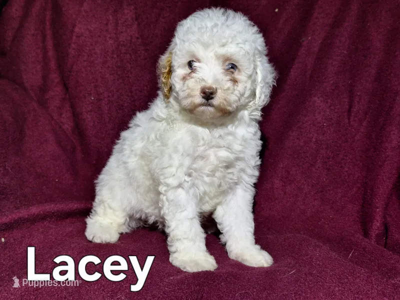 Lacey – Cockapoo puppy for sale in Sylvester, GA