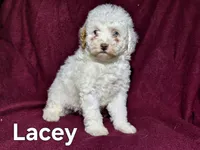 Lacey, a female Cockapoo for sale in Sylvester, GA – 1 of 4