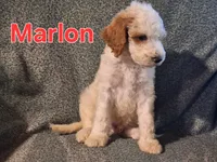 Marlon, a male Poodle - Standard  for sale in Sylvester, GA – 2 of 4