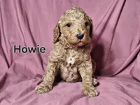 Howie, a male Poodle - Standard  for sale in Sylvester, GA – Photo 1 of 4