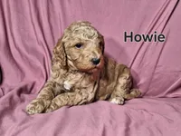 Howie, a male Poodle - Standard  for sale in Sylvester, GA – Photo 2 of 4