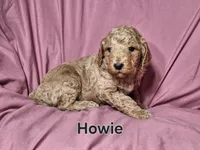 Howie, a male Poodle - Standard  for sale in Sylvester, GA – Photo 4 of 4