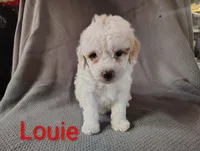 Louie, a male Cockapoo for sale in Sylvester, GA – 2 of 4
