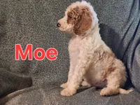 Moe, a male Poodle - Standard  for sale in Sylvester, GA – 3 of 4
