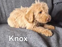 Knox(mini), a male Goldendoodle and Labradoodle for sale in Sylvester, GA – 4 of 4