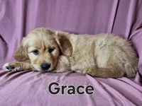 Grace, a female Golden Retriever for sale in Sylvester, GA – Photo 4 of 4