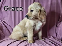 Grace, a female Golden Retriever for sale in Sylvester, GA – Photo 2 of 4