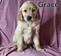 Grace, a female Golden Retriever for sale in Sylvester, GA – Photo 1 of 4