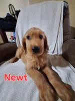 Newt, a male Golden Retriever and Irish Setter for sale in Sylvester, GA – 2 of 4