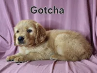 Gotcha, a male Golden Irish for sale in Sylvester, GA – Photo 2 of 4