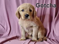 Gotcha, a male Golden Irish for sale in Sylvester, GA – Photo 3 of 4