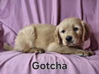 Gotcha, a male Golden Irish for sale in Sylvester, GA – Photo 4 of 4