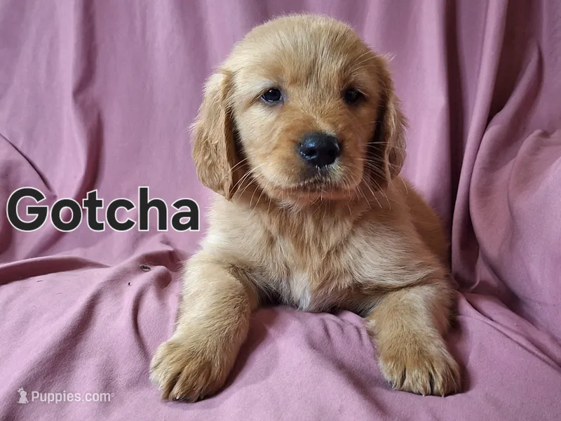 Gotcha, a male Golden Irish for sale in Sylvester, GA – Photo 1 of 4